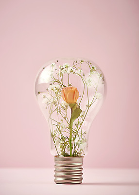 포토 JPG 스튜디오촬영 전구 실내 따뜻함 사람없음 장미 봄 오브젝트 감성 안개꽃 분홍색배경 국내포토 계절 꽃 분홍색 백그라운드 컨셉 내부 한해살이풀 파일형식