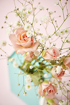 포토 JPG 스튜디오촬영 실내 따뜻함 근접촬영 사람없음 아웃포커스 상자 장미 봄 오브젝트 감성 안개꽃 분홍색배경 국내포토 계절 꽃 뷰포인트 분홍색 백그라운드 컨셉 촬영기법 내부 한해살이풀 파일형식