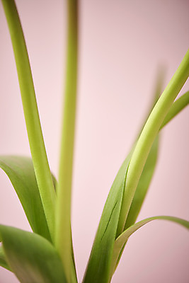 포토 JPG 스튜디오촬영 줄기 실내 따뜻함 근접촬영 사람없음 아웃포커스 봄 오브젝트 감성 분홍색배경 국내포토 식물 계절 뷰포인트 분홍색 백그라운드 컨셉 촬영기법 내부 파일형식