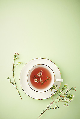 포토 JPG 스튜디오촬영 꽃 실내 따뜻함 사람없음 하이앵글 봄 차 찻잔 컵받침 오브젝트 감성 플랫레이 초록배경 국내포토 식물 계절 음료 뷰포인트 백그라운드 컨셉 잔 내부 초록색 플랫 받침대 파일형식