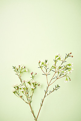 포토 JPG 스튜디오촬영 실내 따뜻함 사람없음 하이앵글 봄 오브젝트 감성 꽃가지 초록배경 국내포토 계절 꽃 뷰포인트 백그라운드 컨셉 내부 초록색 나뭇가지 파일형식