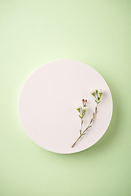 포토 JPG 스튜디오촬영 실내 따뜻함 사람없음 하이앵글 봄 원형 오브젝트 감성 꽃가지 플랫레이 초록배경 국내포토 도형 계절 꽃 뷰포인트 백그라운드 컨셉 내부 초록색 나뭇가지 플랫 파일형식