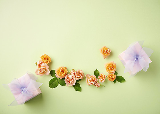 포토 JPG 스튜디오촬영 잎 실내 따뜻함 사람없음 선물상자 하이앵글 장미 봄 오브젝트 감성 플랫레이 초록배경 국내포토 식물 계절 꽃 뷰포인트 백그라운드 컨셉 선물 내부 초록색 상자 플랫 파일형식