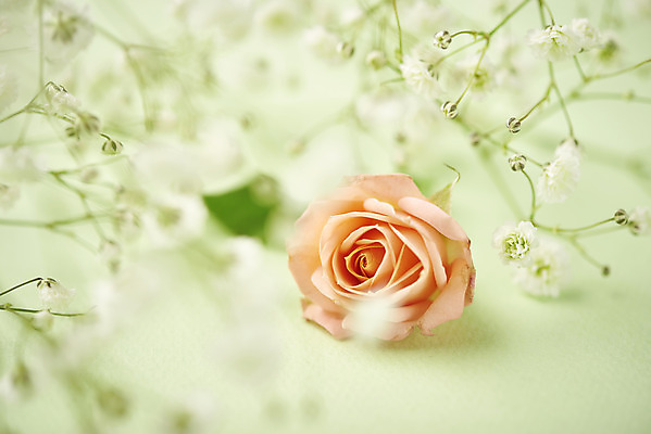 포토 JPG 스튜디오촬영 실내 따뜻함 근접촬영 사람없음 장미 봄 소프트포커스 오브젝트 감성 안개꽃 초록배경 국내포토 계절 꽃 뷰포인트 백그라운드 컨셉 촬영기법 내부 초록색 한해살이풀 파일형식