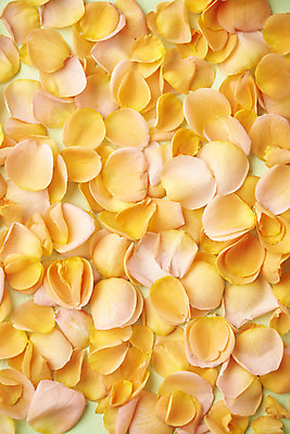 포토 JPG 스튜디오촬영 꽃잎 실내 따뜻함 사람없음 하이앵글 주황색 봄 가득함 오브젝트 감성 낙화 국내포토 계절 꽃 뷰포인트 컬러 컨셉 내부 파일형식