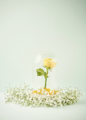 포토 JPG 스튜디오촬영 실내 따뜻함 사람없음 장미 봄 오브젝트 감성 안개꽃 유리덮개 민트색배경 국내포토 계절 꽃 백그라운드 컨셉 내부 덮개 민트색 한해살이풀 파일형식