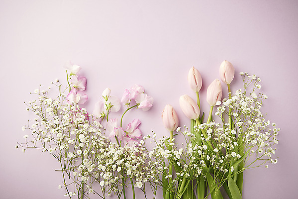 포토 JPG 스튜디오촬영 꽃 실내 따뜻함 사람없음 하이앵글 봄 튤립 오브젝트 감성 안개꽃 보라색배경 플랫레이 국내포토 식물 계절 뷰포인트 백그라운드 컨셉 내부 보라색 플랫 한해살이풀 파일형식