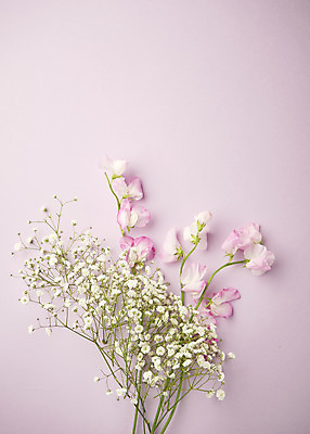 포토 JPG 스튜디오촬영 꽃 실내 따뜻함 사람없음 하이앵글 봄 오브젝트 감성 안개꽃 보라색배경 플랫레이 국내포토 식물 계절 뷰포인트 백그라운드 컨셉 내부 보라색 플랫 한해살이풀 파일형식