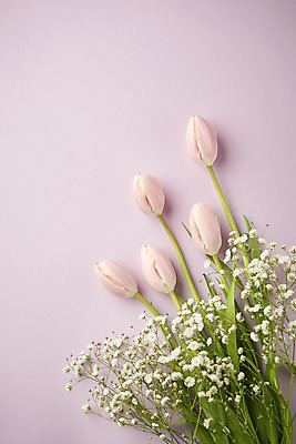 포토 JPG 스튜디오촬영 실내 따뜻함 사람없음 하이앵글 봄 튤립 오브젝트 감성 안개꽃 보라색배경 플랫레이 국내포토 계절 꽃 뷰포인트 백그라운드 컨셉 내부 보라색 플랫 한해살이풀 파일형식