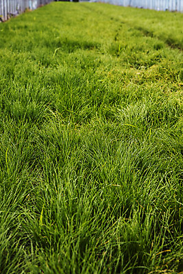 포토 JPG 주간 밭 실내 사람없음 특산물 부추 경기도 국내포토 양주시 자연요소 농업 채소 한국 내부 파일형식