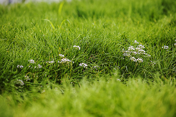 포토 JPG 주간 밭 사람없음 야외 소프트포커스 특산물 부추 경기도 부추꽃 국내포토 양주시 자연요소 꽃 농업 채소 한국 촬영기법 파일형식