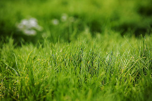 포토 JPG 주간 밭 사람없음 야외 아웃포커스 특산물 부추 경기도 국내포토 양주시 자연요소 농업 채소 한국 촬영기법 파일형식