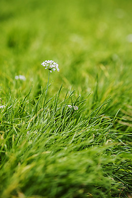 포토 JPG 주간 밭 사람없음 야외 아웃포커스 특산물 부추 경기도 부추꽃 국내포토 양주시 자연요소 꽃 농업 채소 한국 촬영기법 파일형식