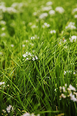 포토 JPG 주간 사람없음 야외 아웃포커스 특산물 부추 경기도 부추꽃 국내포토 양주시 자연요소 꽃 채소 한국 촬영기법 파일형식