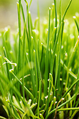 포토 JPG 주간 밭 근접촬영 사람없음 야외 특산물 부추 경기도 국내포토 양주시 자연요소 뷰포인트 농업 채소 한국 파일형식