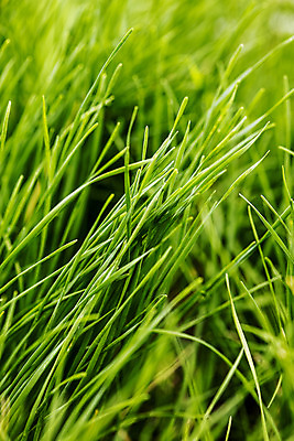 포토 JPG 주간 밭 근접촬영 사람없음 야외 특산물 부추 경기도 국내포토 양주시 자연요소 뷰포인트 농업 채소 한국 파일형식