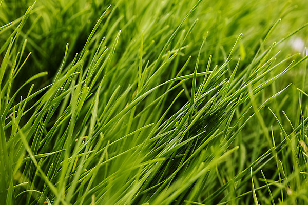 포토 JPG 주간 밭 근접촬영 사람없음 야외 특산물 부추 경기도 국내포토 양주시 자연요소 뷰포인트 농업 채소 한국 파일형식