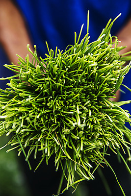 포토 JPG 주간 한명 들기 사람 상반신 야외 앞모습 특산물 부추 경기도 국내포토 양주시 자연요소 1 뷰포인트 채소 모션 한국 파일형식