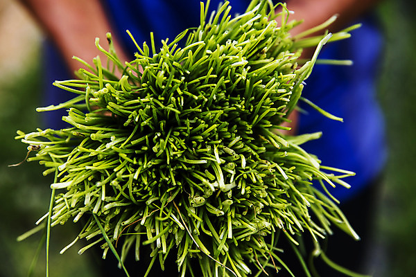 포토 JPG 주간 한명 들기 사람 상반신 야외 앞모습 아웃포커스 특산물 부추 경기도 국내포토 양주시 자연요소 1 뷰포인트 채소 모션 한국 촬영기법 파일형식