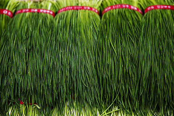 포토 JPG 주간 사람없음 야외 특산물 부추 경기도 국내포토 양주시 자연요소 채소 한국 파일형식