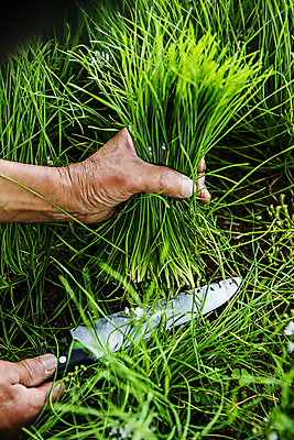 포토 JPG 주간 손 밭 야외 신체부위 수확 잡기 자르기 특산물 부추 식칼 경기도 국내포토 양주시 자연요소 농업 채소 모션 주방용품 한국 사람 파일형식