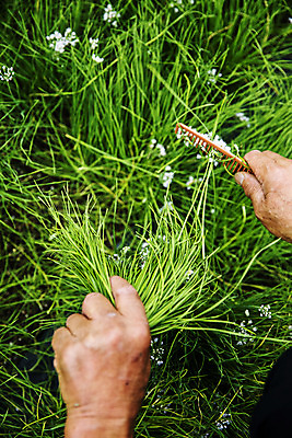 포토 JPG 주간 손 밭 들기 야외 신체부위 잡기 머리빗 특산물 부추 경기도 국내포토 양주시 자연요소 농업 채소 모션 한국 사람 미용용품 파일형식