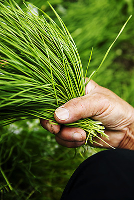 포토 JPG 주간 손 들기 야외 아웃포커스 신체부위 잡기 특산물 부추 경기도 국내포토 양주시 자연요소 채소 모션 한국 촬영기법 사람 파일형식