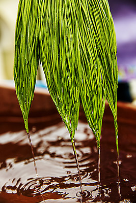 포토 JPG 주간 사람없음 야외 물 젖음 특산물 부추 손질 경기도 국내포토 양주시 자연요소 채소 한국 파일형식