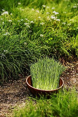 포토 JPG 주간 밭 사람없음 야외 담기 특산물 부추 경기도 나무그릇 국내포토 양주시 자연요소 그릇 농업 채소 모션 한국 목재 파일형식