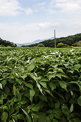 포토 JPG 주간 구름 잎 밭 하늘 산 사람없음 야외 전라남도 특산물 모시대나물 영광군 국내포토 자연요소 식물 농업 전라도 나물 파일형식