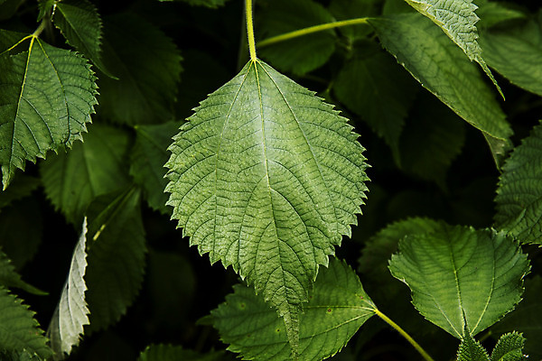포토 JPG 주간 잎 근접촬영 사람없음 야외 전라남도 특산물 모시대나물 영광군 국내포토 자연요소 식물 뷰포인트 전라도 나물 파일형식