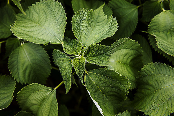 포토 JPG 주간 근접촬영 사람없음 야외 전라남도 특산물 모시대나물 영광군 국내포토 자연요소 뷰포인트 전라도 나물 파일형식
