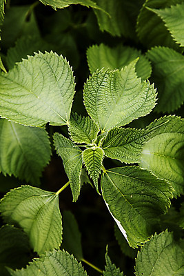 포토 JPG 주간 잎 사람없음 야외 전라남도 특산물 모시대나물 영광군 국내포토 자연요소 식물 전라도 나물 파일형식