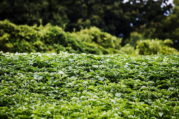 포토 JPG 주간 밭 사람없음 야외 전라남도 특산물 모시대나물 영광군 국내포토 자연요소 농업 전라도 나물 파일형식