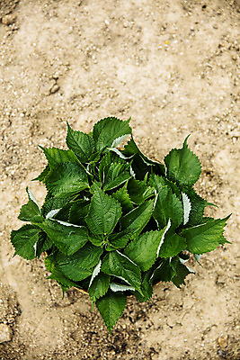 포토 JPG 주간 잎 사람없음 야외 전라남도 특산물 땅바닥 모시대나물 영광군 국내포토 자연요소 식물 바닥 전라도 나물 파일형식