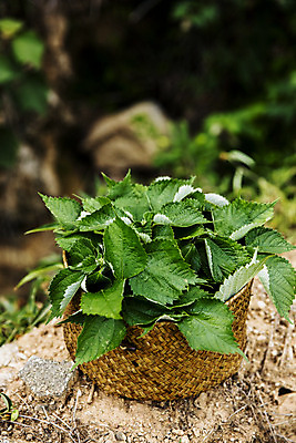 포토 JPG 주간 잎 사람없음 야외 아웃포커스 소쿠리 전라남도 담기 특산물 모시대나물 영광군 국내포토 자연요소 식물 모션 촬영기법 바구니 전라도 나물 파일형식