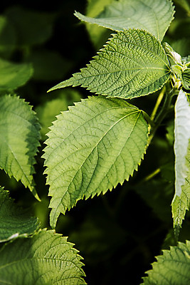 포토 JPG 주간 잎 근접촬영 사람없음 야외 전라남도 특산물 모시대나물 영광군 국내포토 자연요소 식물 뷰포인트 전라도 나물 파일형식
