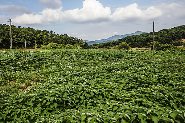 포토 JPG 주간 구름 밭 하늘 산 사람없음 야외 전라남도 특산물 모시대나물 영광군 국내포토 자연요소 농업 전라도 나물 파일형식