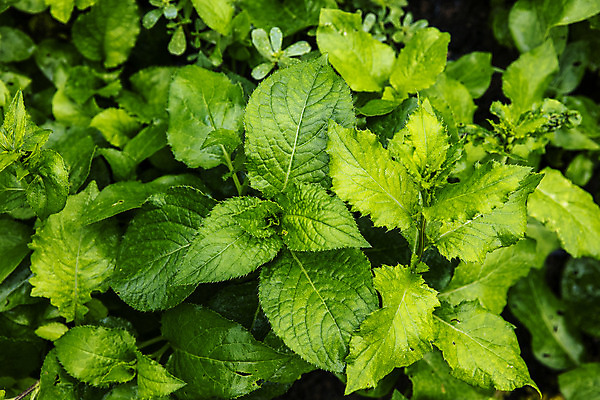 포토 JPG 주간 밭 사람없음 야외 특산물 강원도 곤드레 정선 산나물 국내포토 자연요소 농업 한국 나물 파일형식