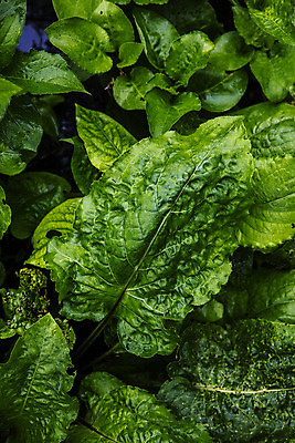 포토 JPG 주간 사람없음 야외 특산물 강원도 곤드레 정선 산나물 국내포토 자연요소 한국 나물 파일형식