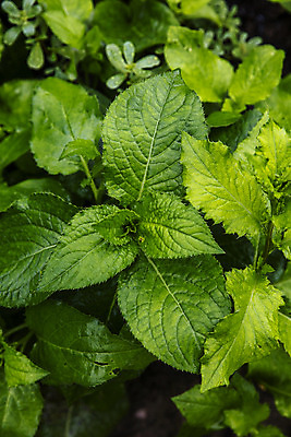 포토 JPG 주간 사람없음 야외 특산물 강원도 곤드레 정선 산나물 국내포토 자연요소 한국 나물 파일형식