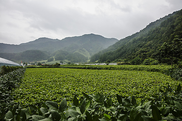 포토 JPG 주간 구름 밭 산 사람없음 야외 특산물 강원도 곤드레 정선 국내포토 자연요소 농업 한국 나물 파일형식