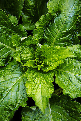 포토 JPG 주간 근접촬영 사람없음 야외 특산물 강원도 곤드레 정선 산나물 국내포토 자연요소 뷰포인트 한국 나물 파일형식