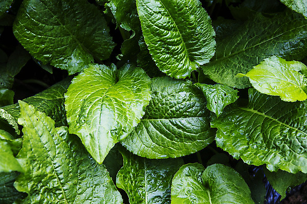 포토 JPG 주간 사람없음 야외 특산물 강원도 곤드레 정선 산나물 국내포토 자연요소 한국 나물 파일형식