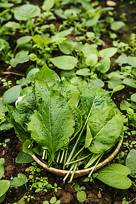 포토 JPG 주간 밭 사람없음 야외 소쿠리 담기 특산물 강원도 곤드레 정선 산나물 국내포토 자연요소 농업 모션 한국 바구니 나물 파일형식