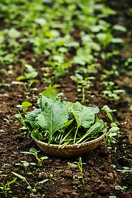 포토 JPG 주간 밭 사람없음 야외 아웃포커스 소쿠리 특산물 강원도 곤드레 정선 산나물 국내포토 자연요소 농업 한국 촬영기법 바구니 나물 파일형식