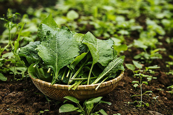 포토 JPG 주간 사람없음 야외 아웃포커스 소쿠리 담기 특산물 강원도 곤드레 정선 산나물 국내포토 자연요소 모션 한국 촬영기법 바구니 나물 파일형식