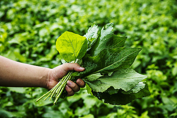 포토 JPG 주간 손 들기 야외 아웃포커스 신체부위 특산물 강원도 곤드레 정선 산나물 국내포토 자연요소 모션 한국 촬영기법 사람 나물 파일형식