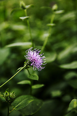 포토 JPG 주간 사람없음 야외 아웃포커스 특산물 강원도 엉겅퀴 곤드레 정선 산나물 국내포토 자연요소 꽃 한국 촬영기법 나물 파일형식