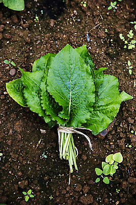 포토 JPG 주간 밭 사람없음 야외 흙 다발 특산물 강원도 곤드레 정선 산나물 국내포토 자연요소 농업 한국 나물 파일형식